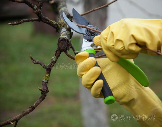 做维护工作的园丁戴手套的手照片-正版商用图片0p32fa